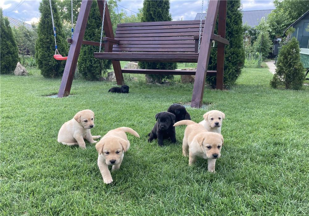 Labrador pui de vanzare