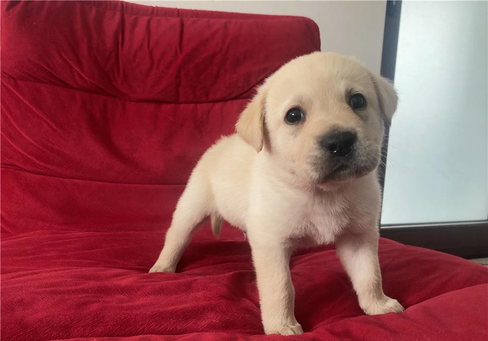 Labrador pui de vanzare