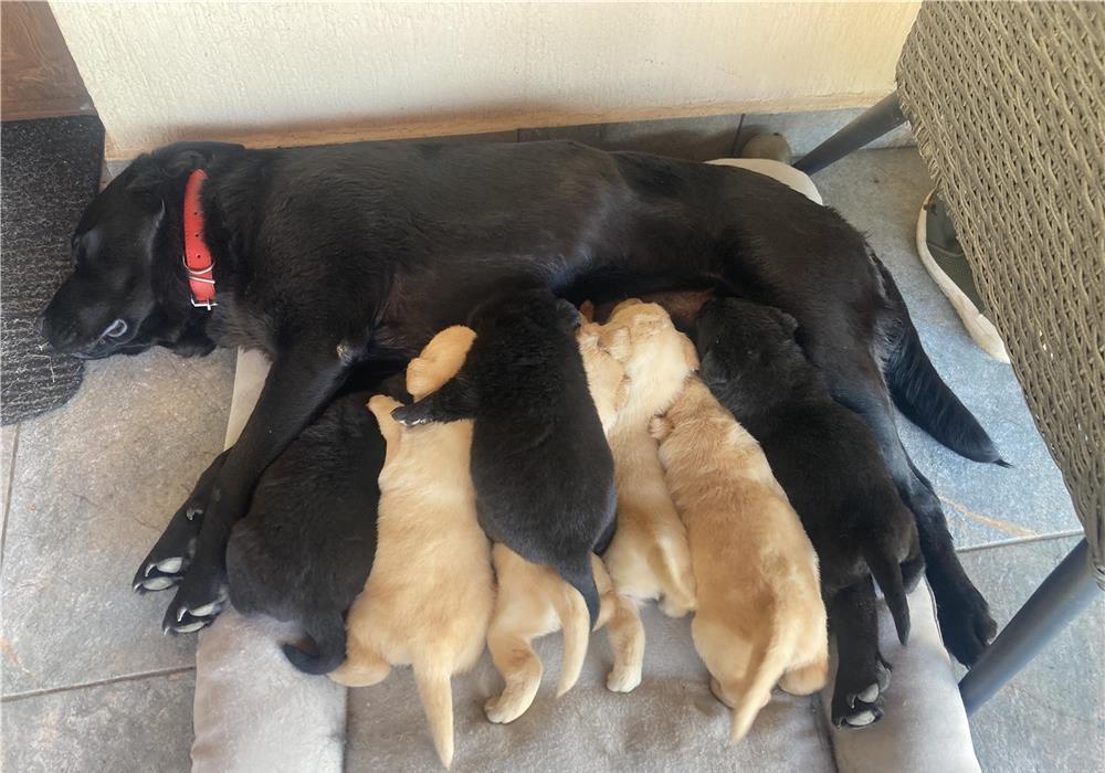 Labrador pui de vanzare