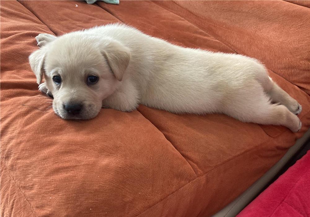 Labrador pui de vanzare
