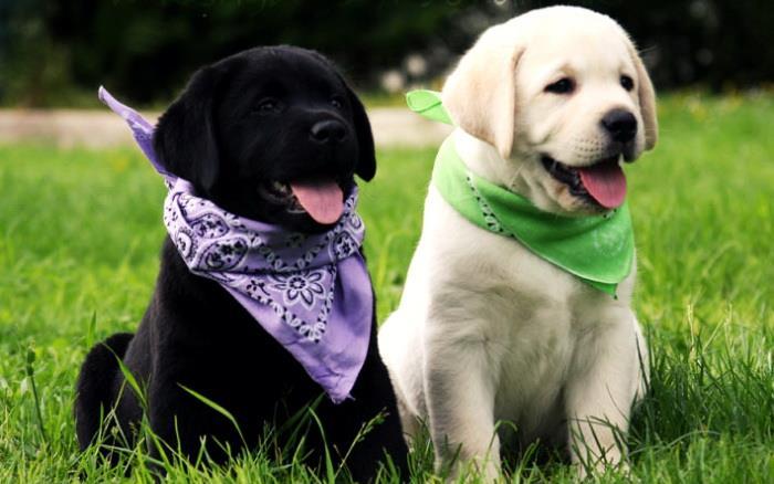 Labrador Retriever: Aurii, Ciocolatii si Negri