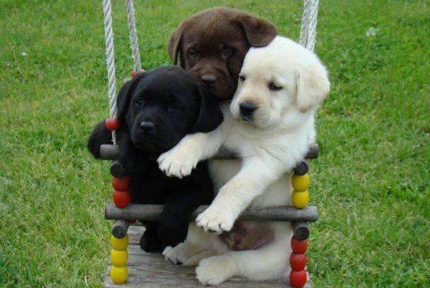 Labrador Retriever: Aurii, Ciocolatii si Negri