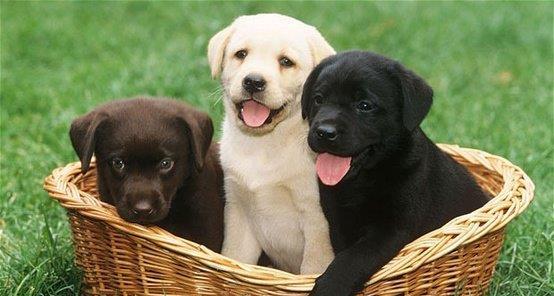 Labrador Retriever: Aurii, Ciocolatii si Negri