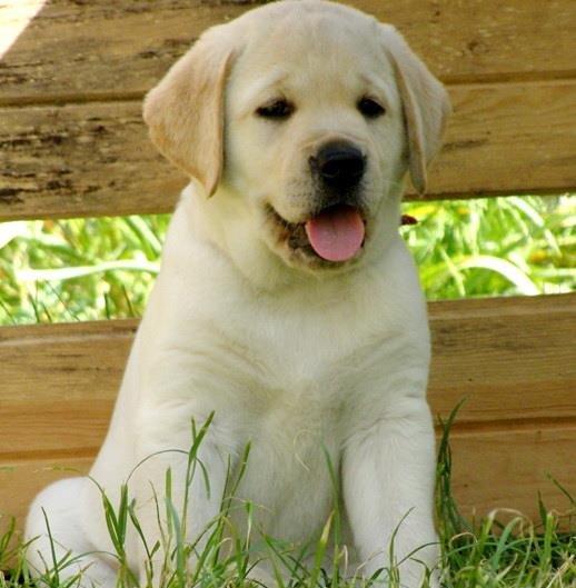 Labrador Retriever: Aurii, Ciocolatii si Negri