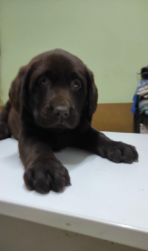 Labrador retriever ciocolatiu
