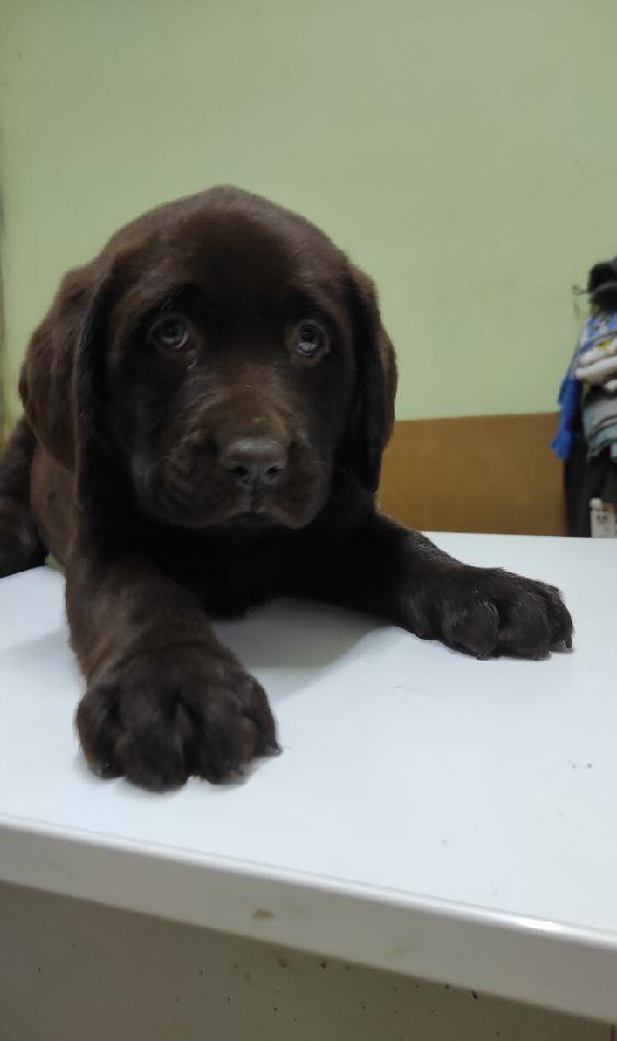 Labrador retriever ciocolatiu