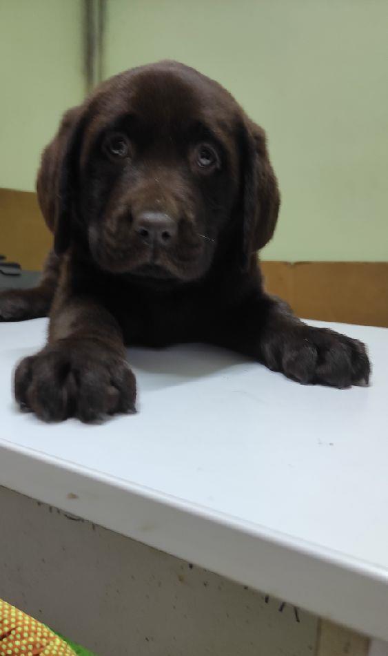 Labrador retriever ciocolatiu