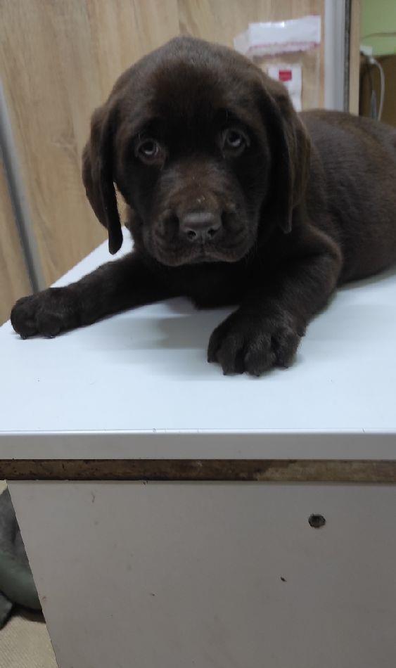 Labrador retriever ciocolatiu