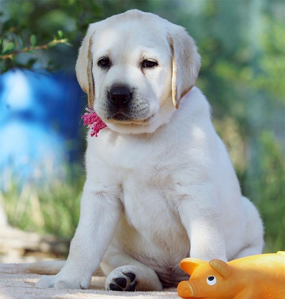 Labrador Retriever - cumpara in siguranta cu factura fiscala si garantie veterinara