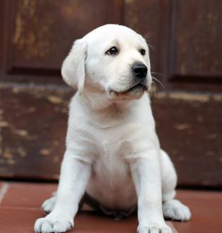 Labrador Retriever - cumpara in siguranta cu factura fiscala si garantie veterinara
