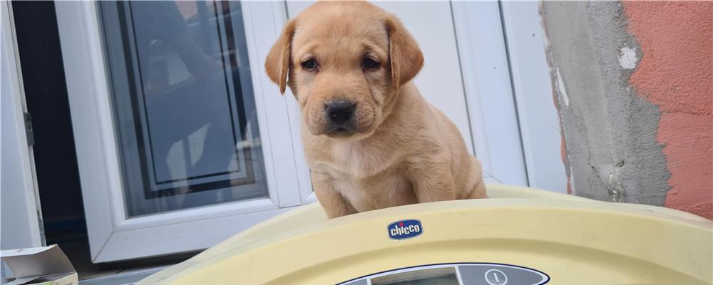 Labradori