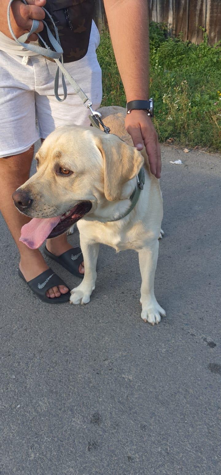 Labradori