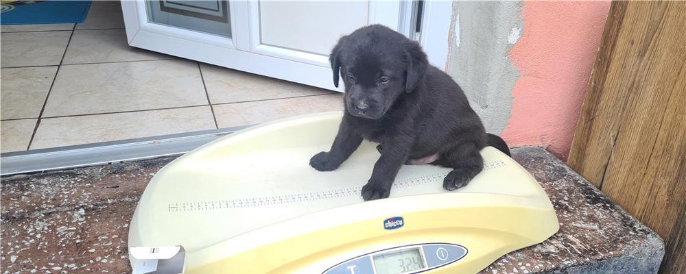 Labradori