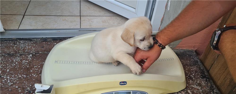 Labradori