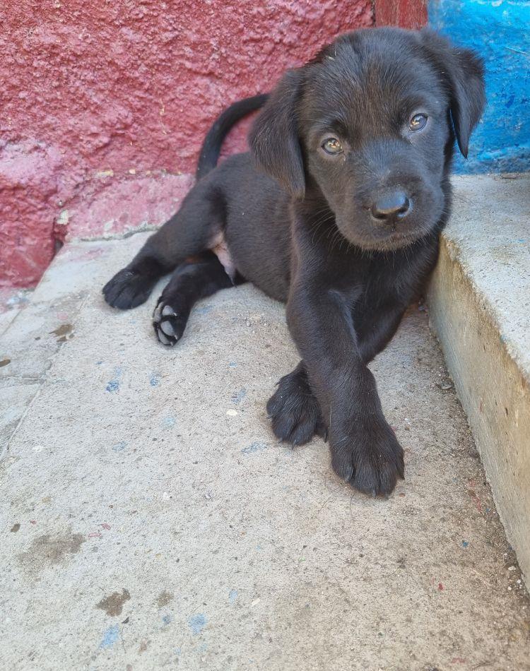 Labradori negri rasa pura
