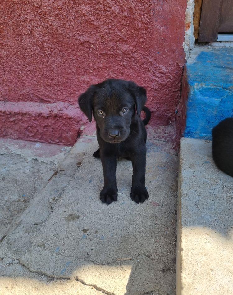 Labradori negri rasa pura