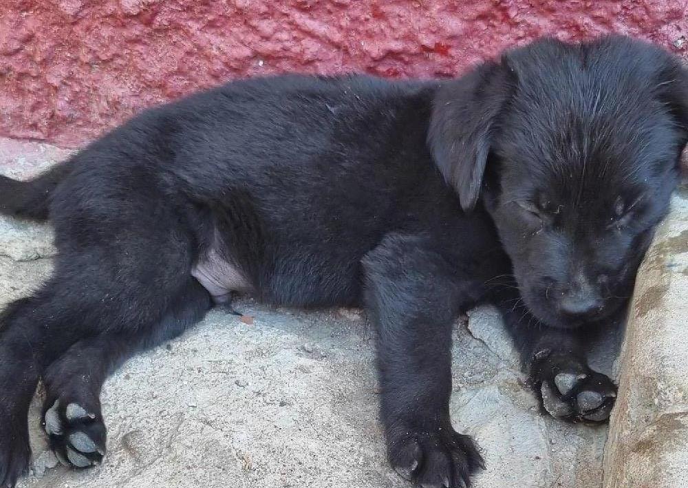 Labradori negri rasa pura