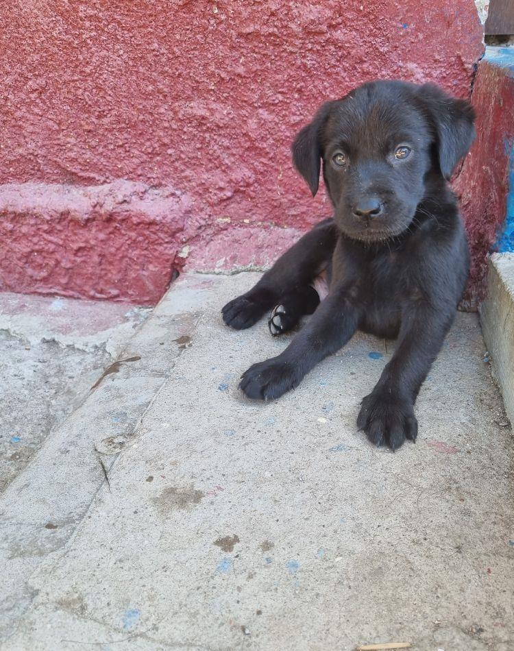 Labradori negri rasa pura