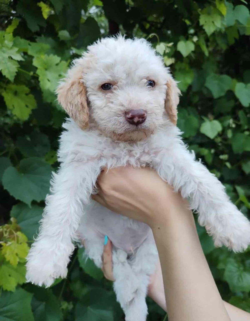 Lagotto Romagnolo metis