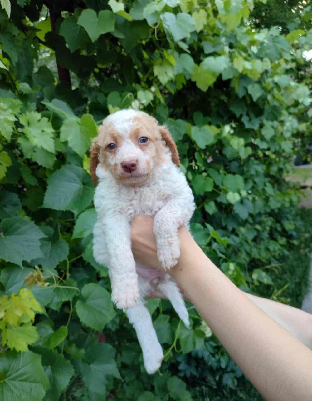Lagotto Romagnolo metis
