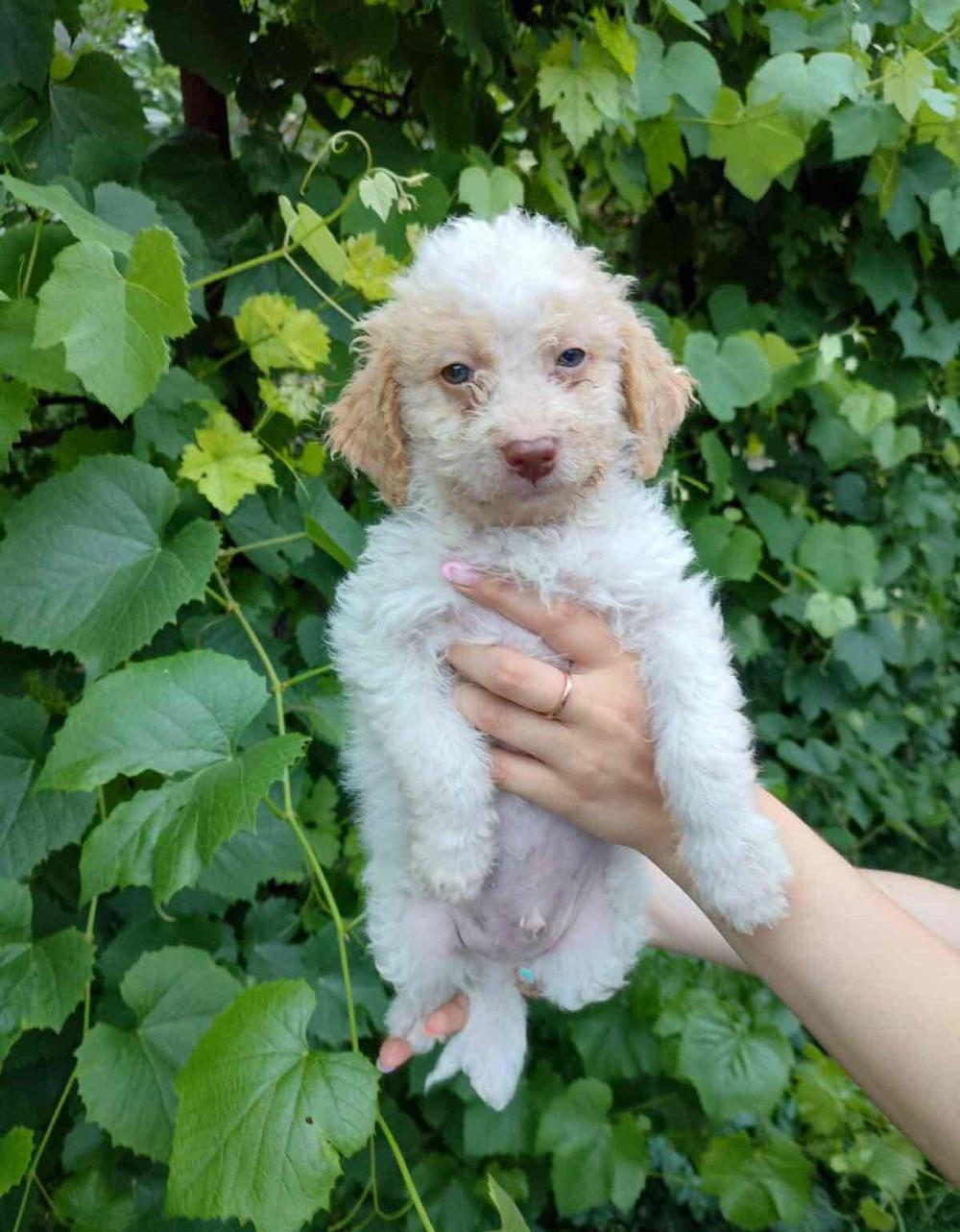 Lagotto Romagnolo metis