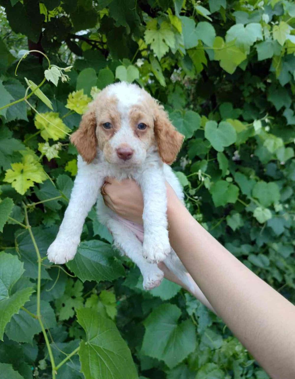 Lagotto Romagnolo metis