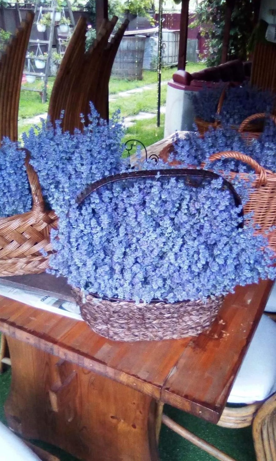 Lavanda bio