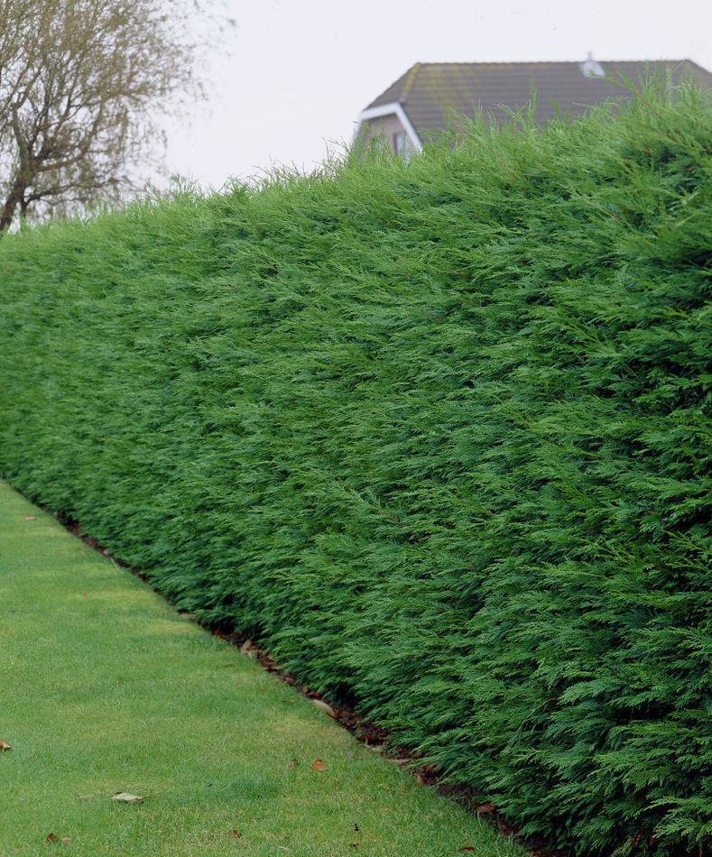 Leylandii -producator - Timisoara