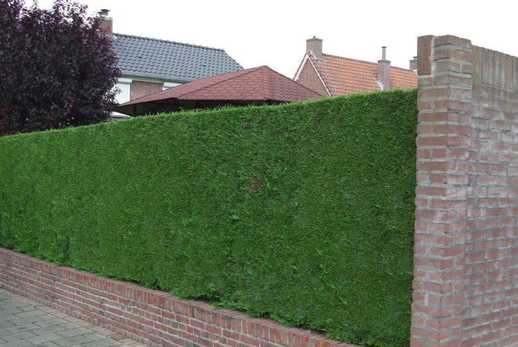 Leylandii -producator - Timisoara