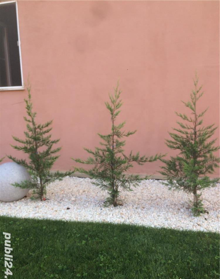 Leylandii -producator - Timisoara
