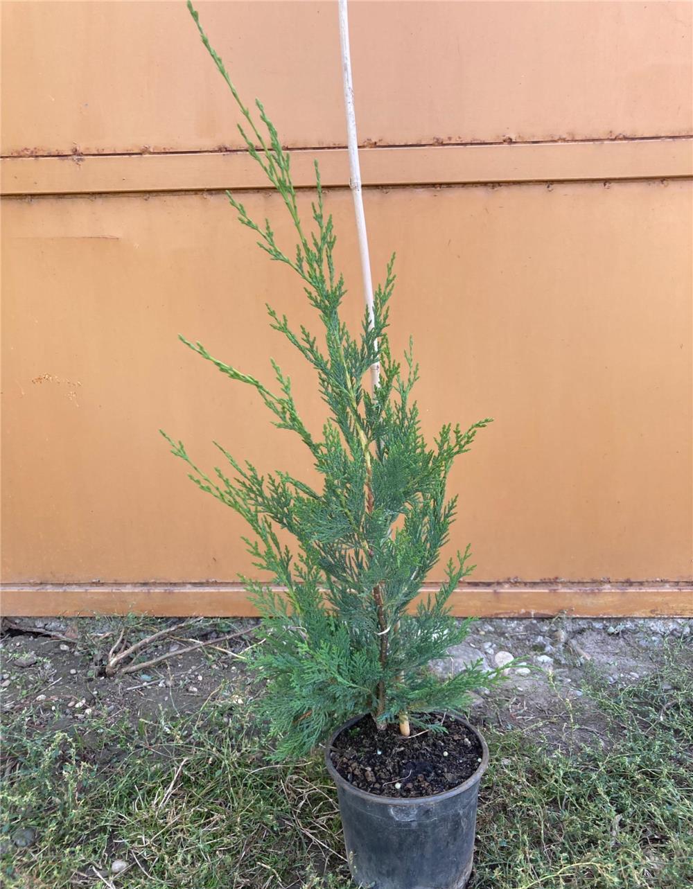 Leylandii -producator - Timisoara