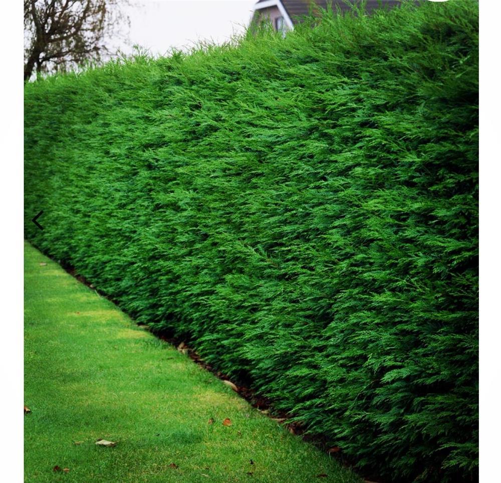 Leylandii verde pentru gard viu