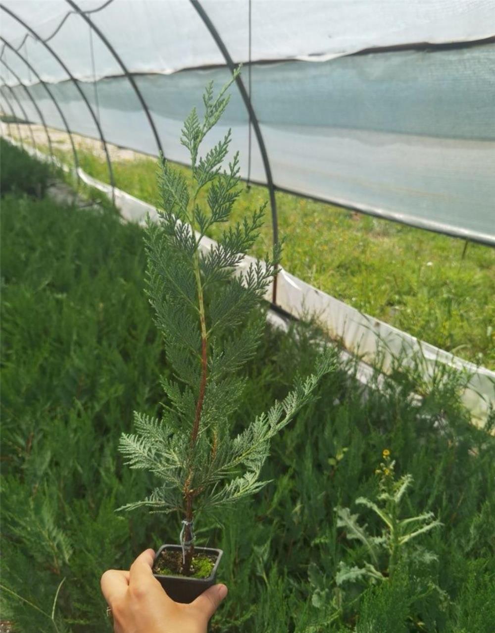 Leylandii verde pentru gard viu