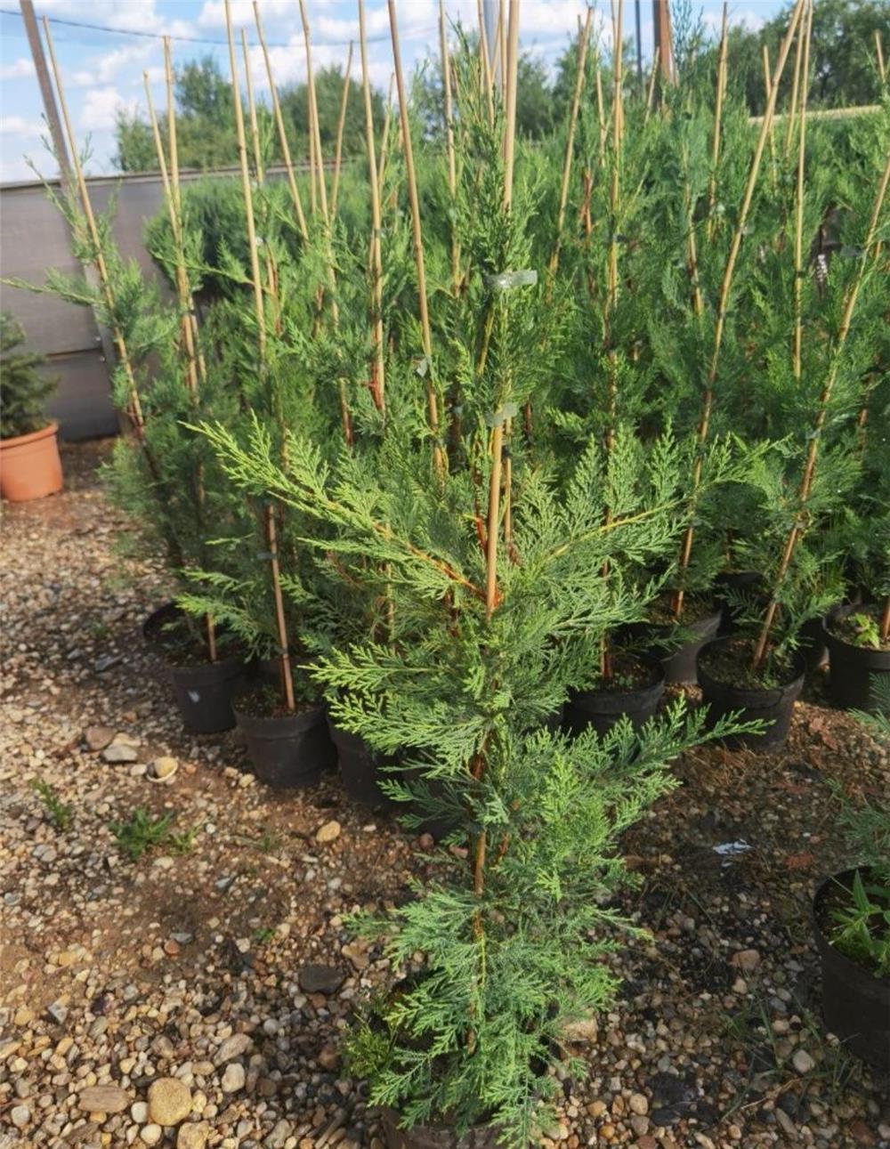 Leylandii verde pentru gard viu