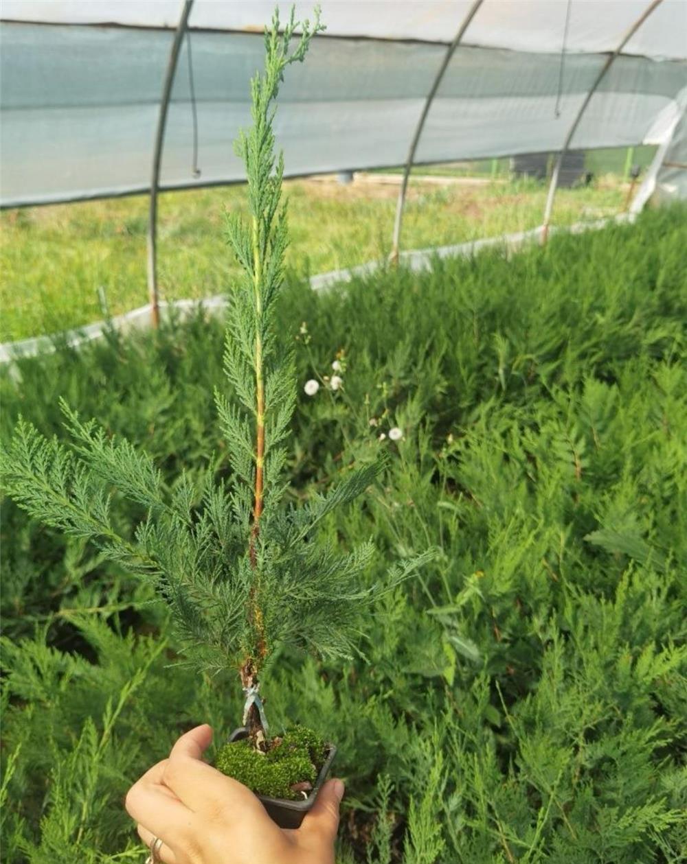 Leylandii verde pentru gard viu