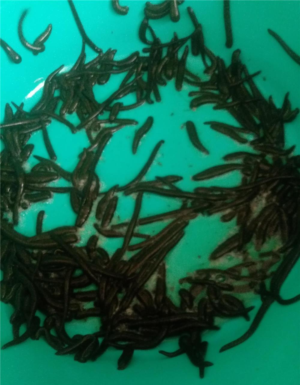 Lipitori medicinale