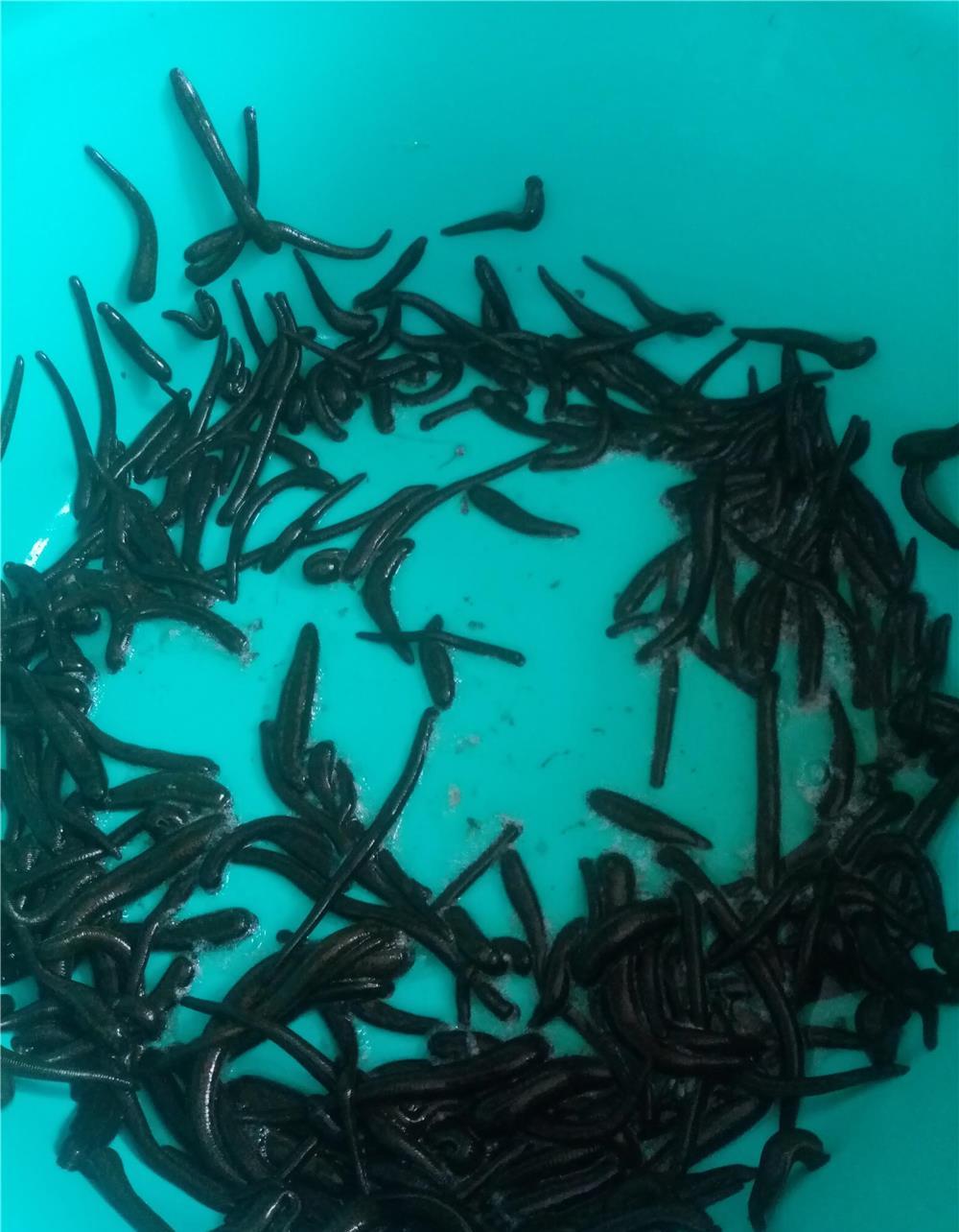 Lipitori medicinale