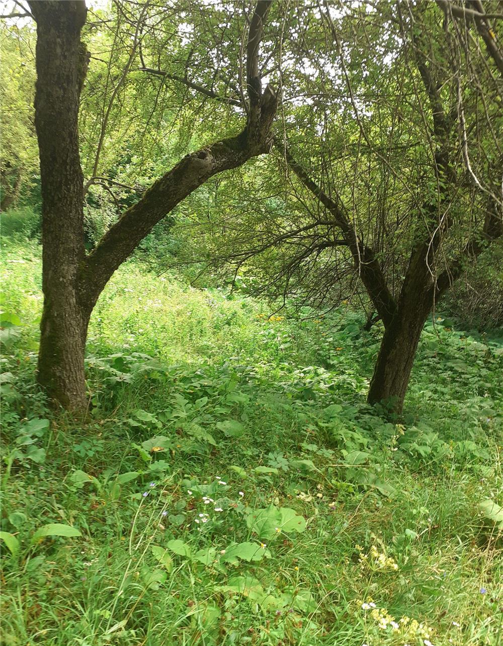 LOC DE CASA PITORESC