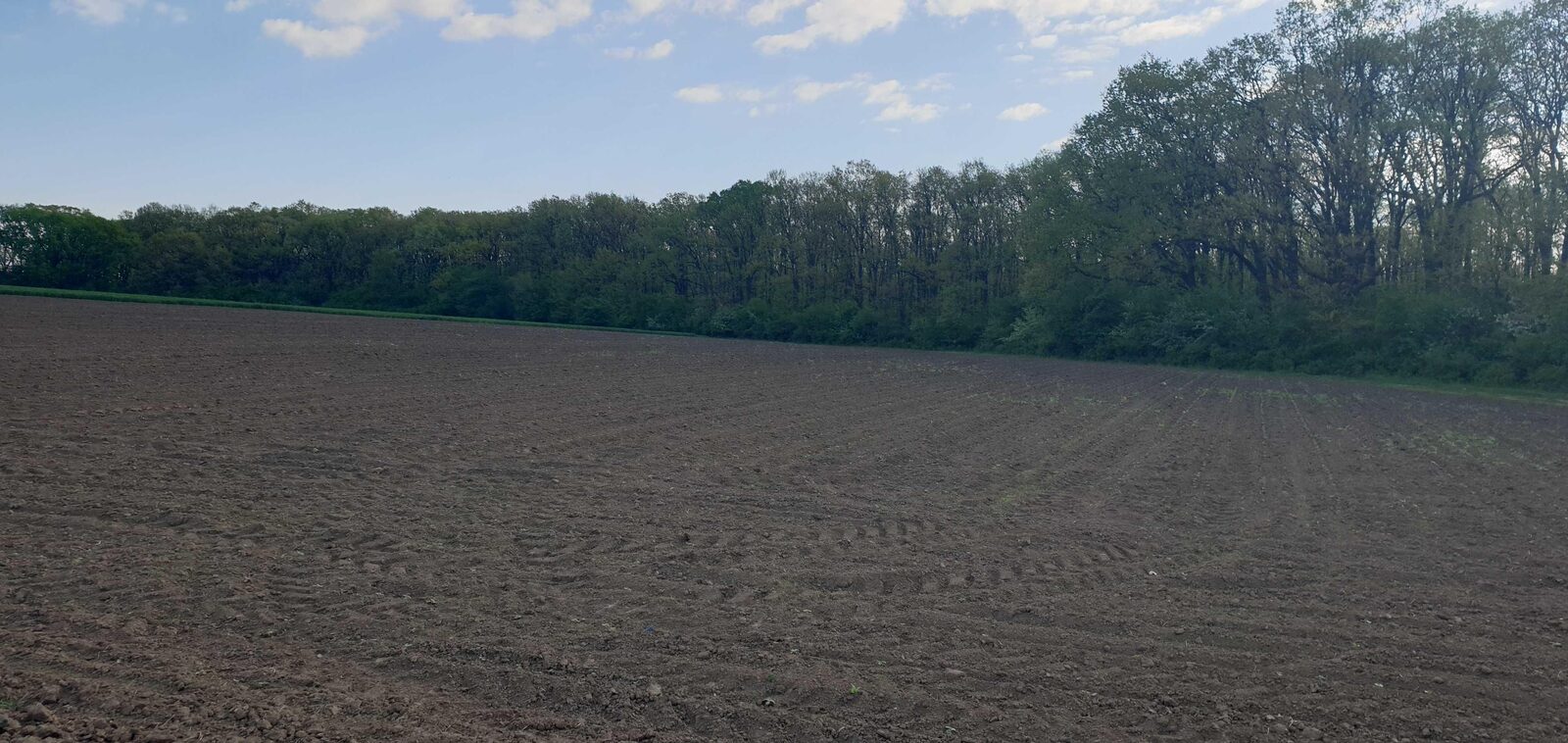 Loturi teren la pădure Liziera de Lac langa Bucuresti.