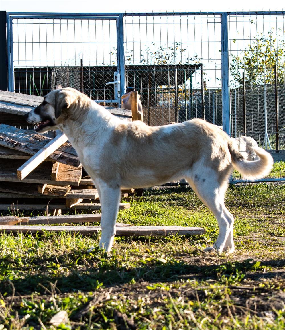 Lucy pentru adoptie