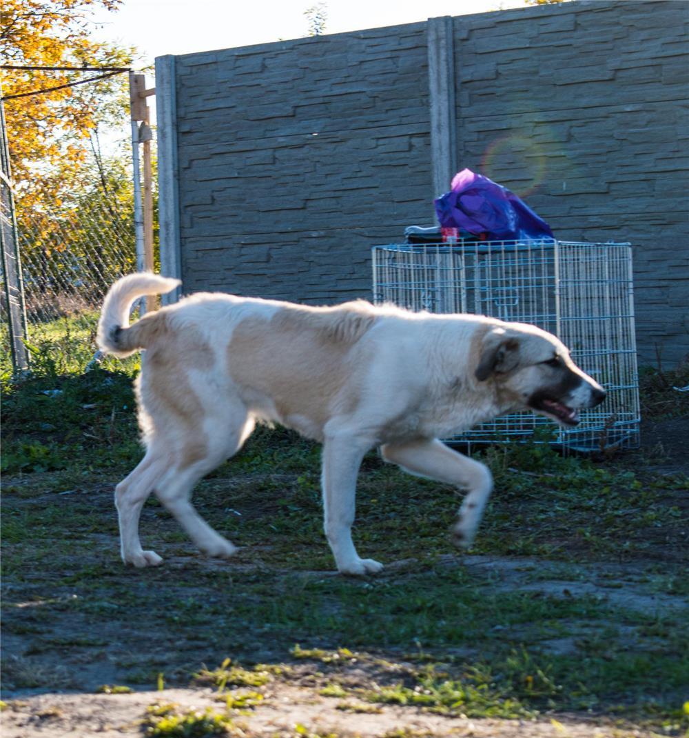 Lucy pentru adoptie