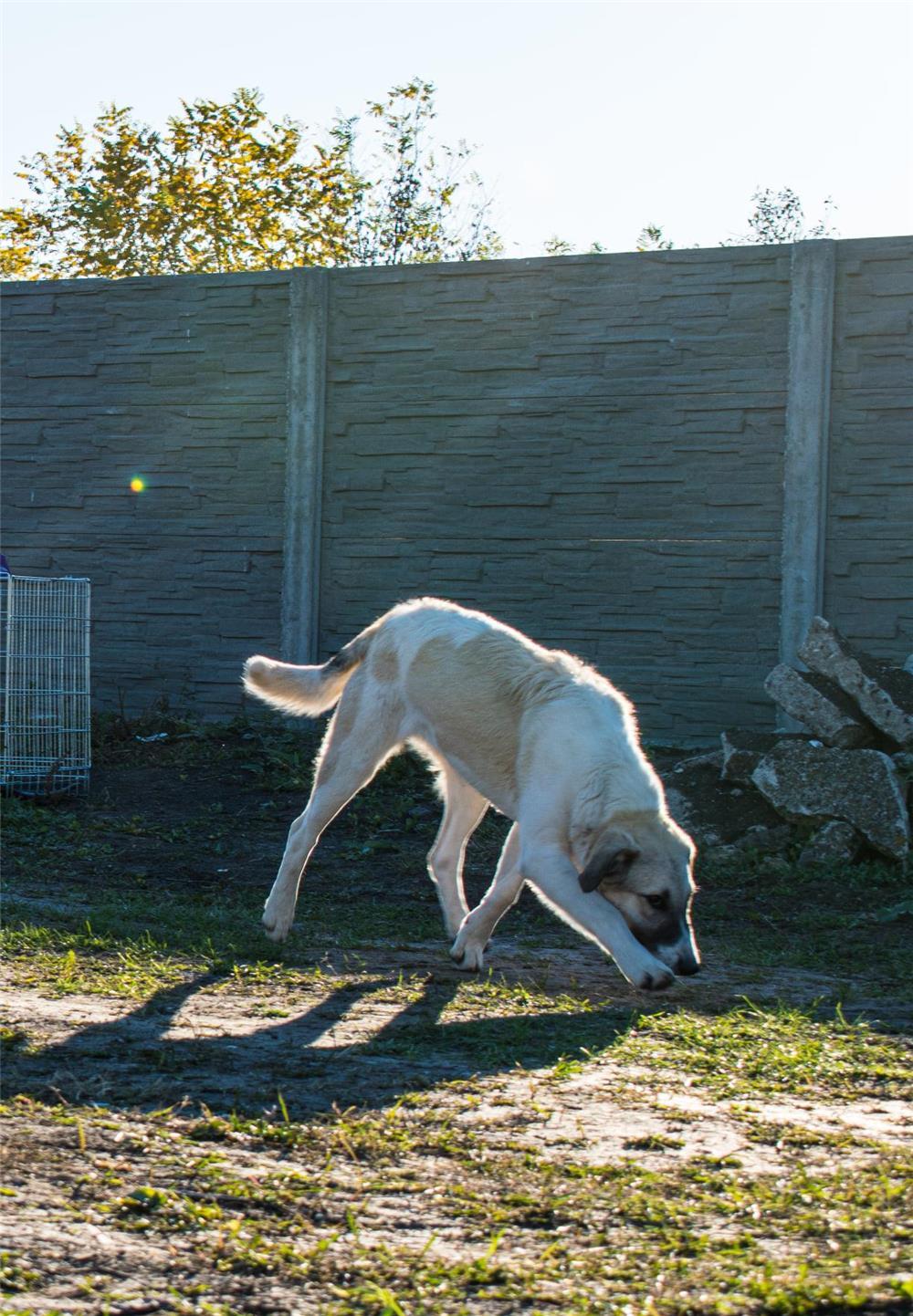 Lucy pentru adoptie