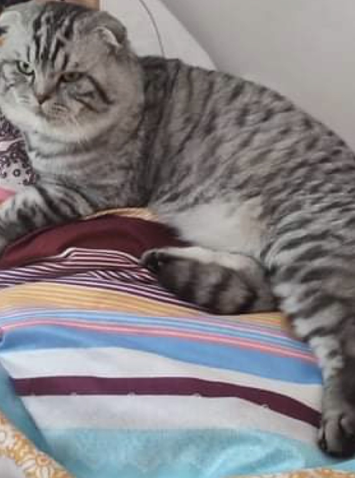 LULU,motan Scottish Fold pentru monta