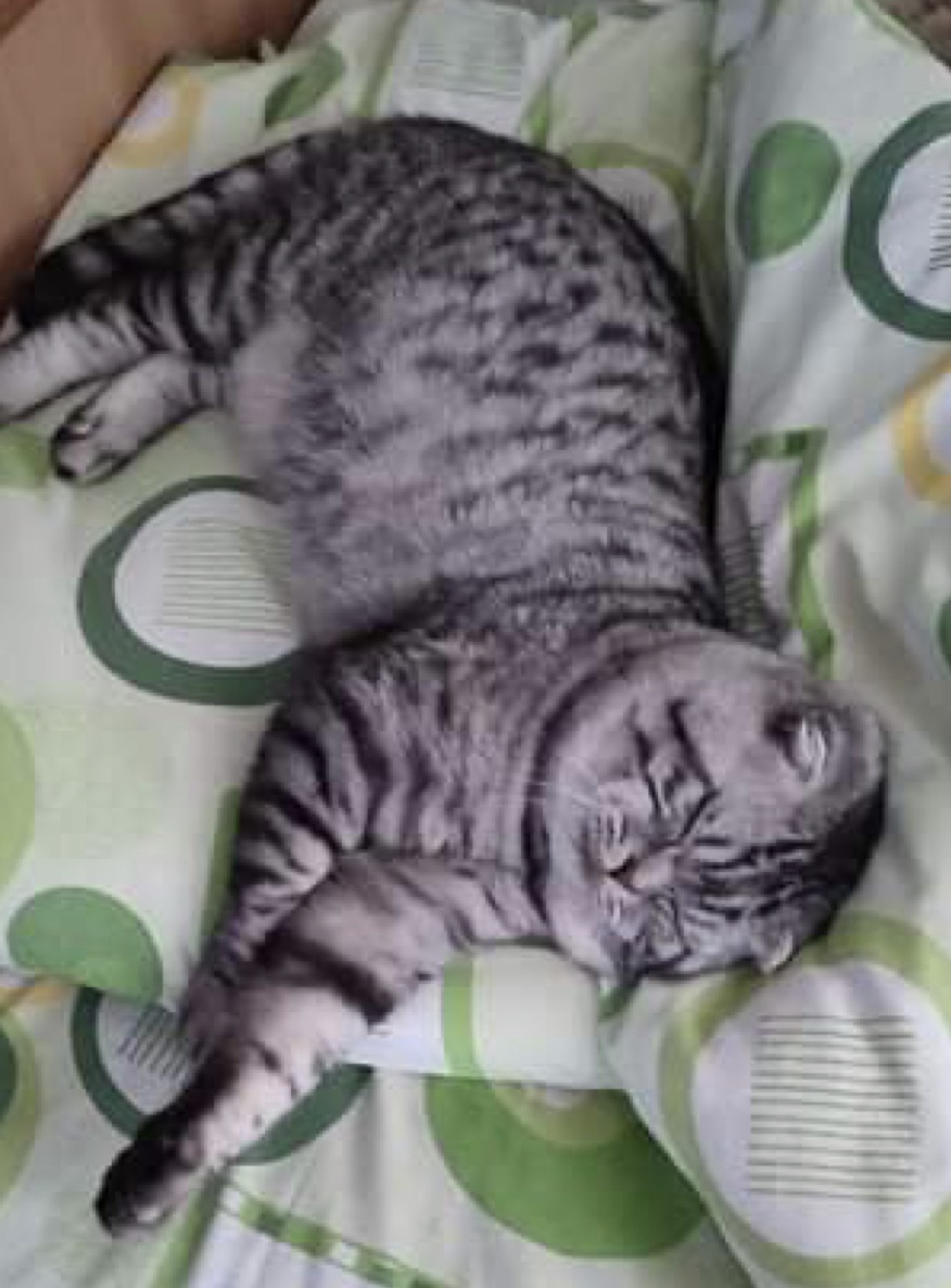 LULU,motan Scottish Fold pentru monta