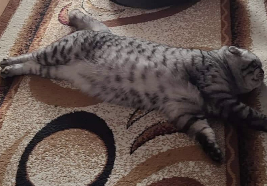 LULU,motan Scottish Fold pentru monta