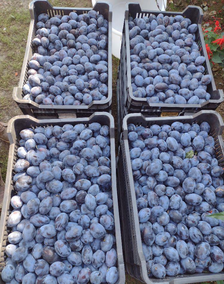 magiun de prune