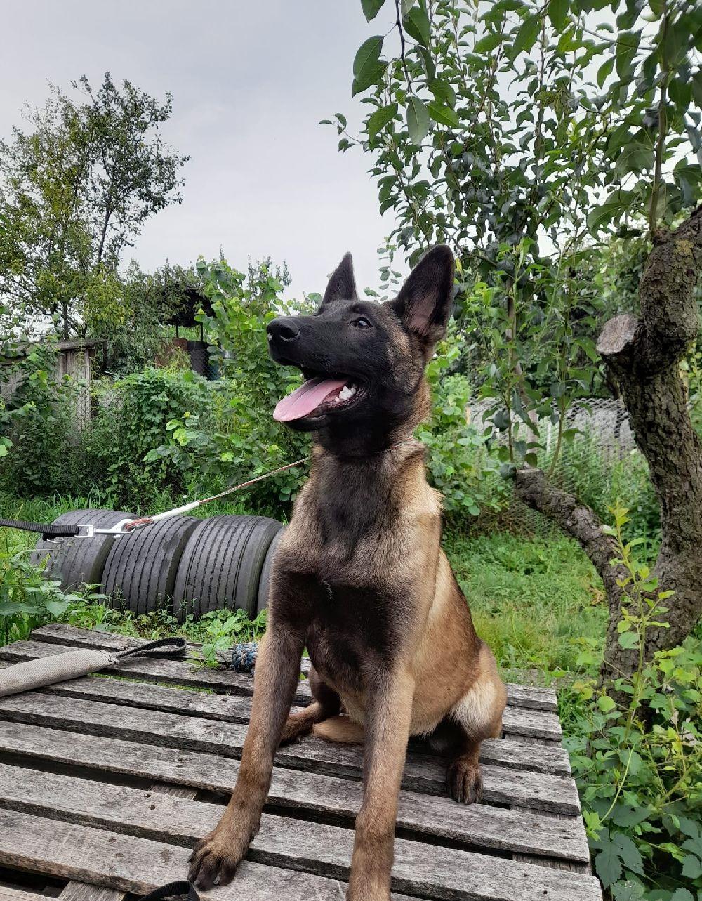 Malinois- femelă