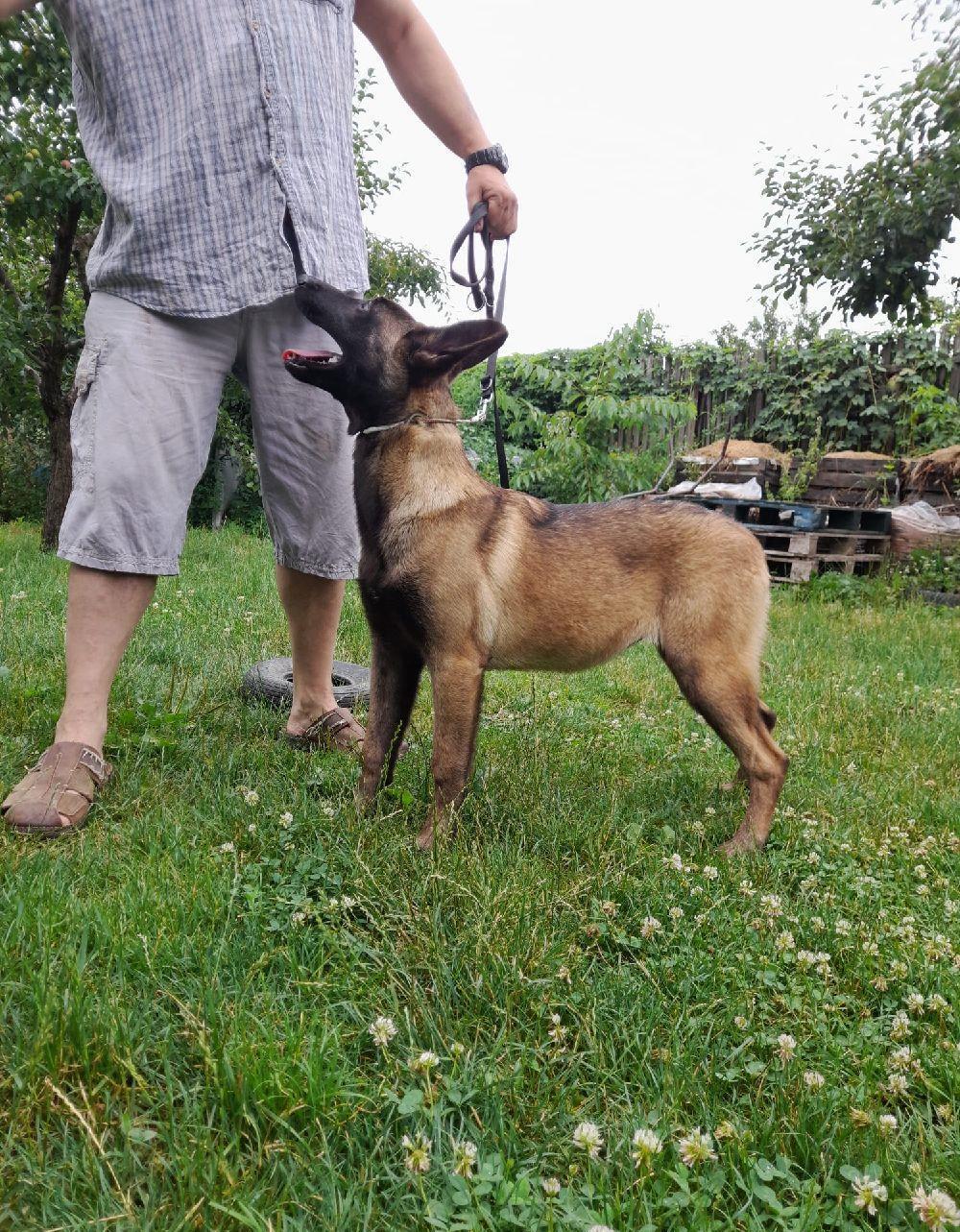 Malinois- femelă