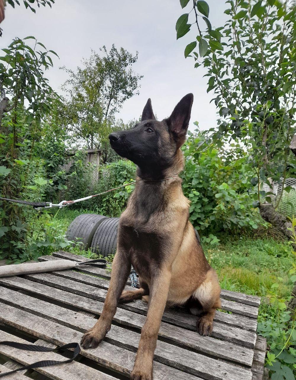 Malinois- femelă