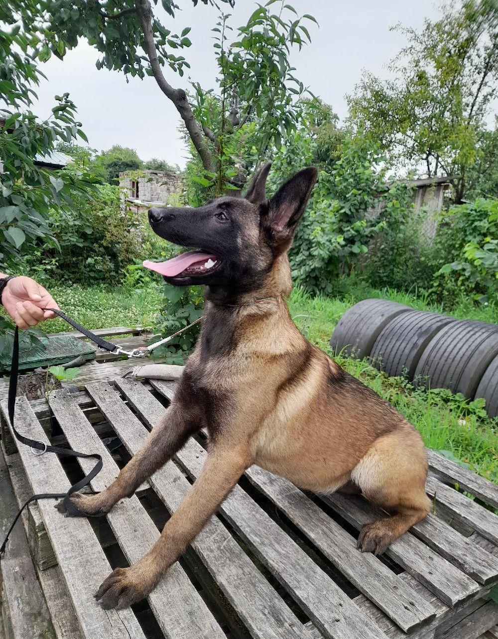 Malinois- femelă